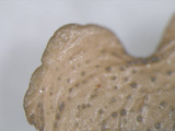 Flavoparmelia baltimorensis image