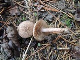 Inocybe bongardii image
