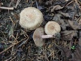 Inocybe bongardii image