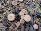 Inocybe bongardii image