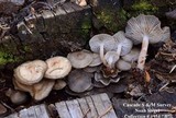 Mycena overholtsii image