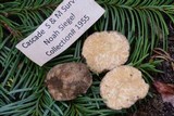 Choiromyces alveolatus image