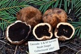 Elaphomyces granulatus image