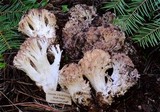 Ramaria coulterae image