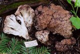 Ramaria coulterae image