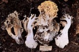 Ramaria thiersii image