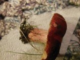 Russula sanguinaria image