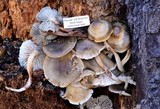 Mycena overholtsii image