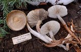 Mycena overholtsii image