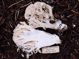 Ramaria rasilispora image