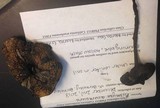 Psilocybe azurescens image