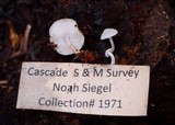 Collybia bakerensis image
