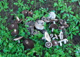 Agaricus bitorquis image