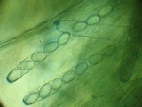 Peziza repanda image