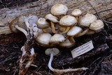 Mycena overholtsii image