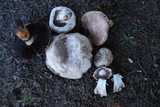 Agaricus lilaceps image