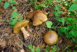Suillus fuscotomentosus image