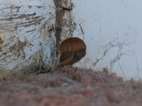 Pluteus longistriatus image