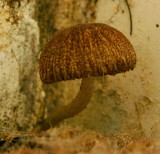 Pluteus longistriatus image