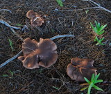 Tricholoma fracticum image