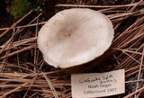 Tricholoma pardinum image