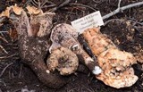 Gomphus bonarii image