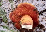 Boletus haematinus image