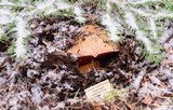 Boletus haematinus image