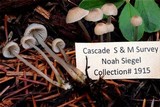 Mycena tenax image