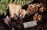 Gomphus bonarii image