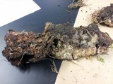 Abortiporus biennis image