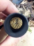Abortiporus biennis image
