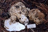 Ramaria rubrievanescens image