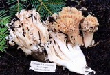 Ramaria flavobrunnescens image