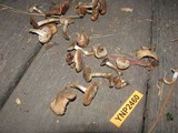 Pholiota highlandensis image