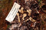 Spathularia flavida image