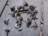Myxomphalia maura image