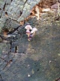 Mycena purpureofusca image