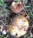 Lactarius rubrilacteus image