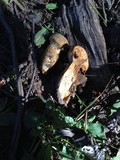 Gymnopilus ventricosus image