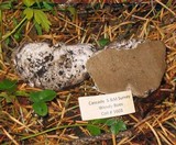 Rhizopogon ellenae image