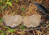 Rhizopogon ellenae image