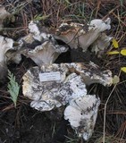 Cantharellus subalbidus image