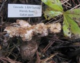 Gomphus bonarii image
