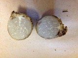 Truncocolumella citrina image