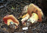 Boletus haematinus image