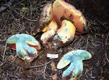 Boletus haematinus image