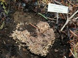 Ramaria rubrievanescens image