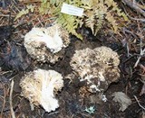 Ramaria rubrievanescens image