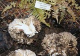 Ramaria rubrievanescens image